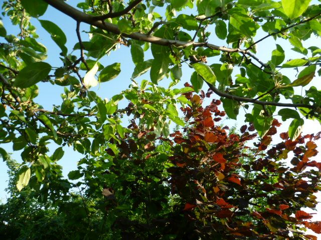 P1080817.jpg